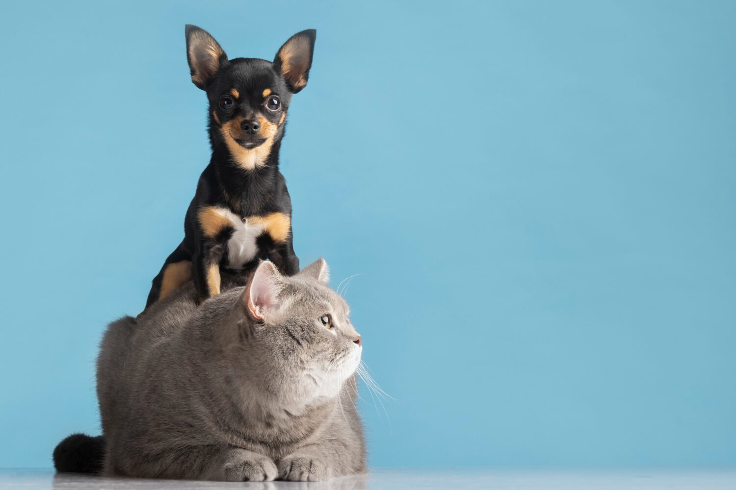 Sadguru Pets — compassionate pet care in Bengaluru