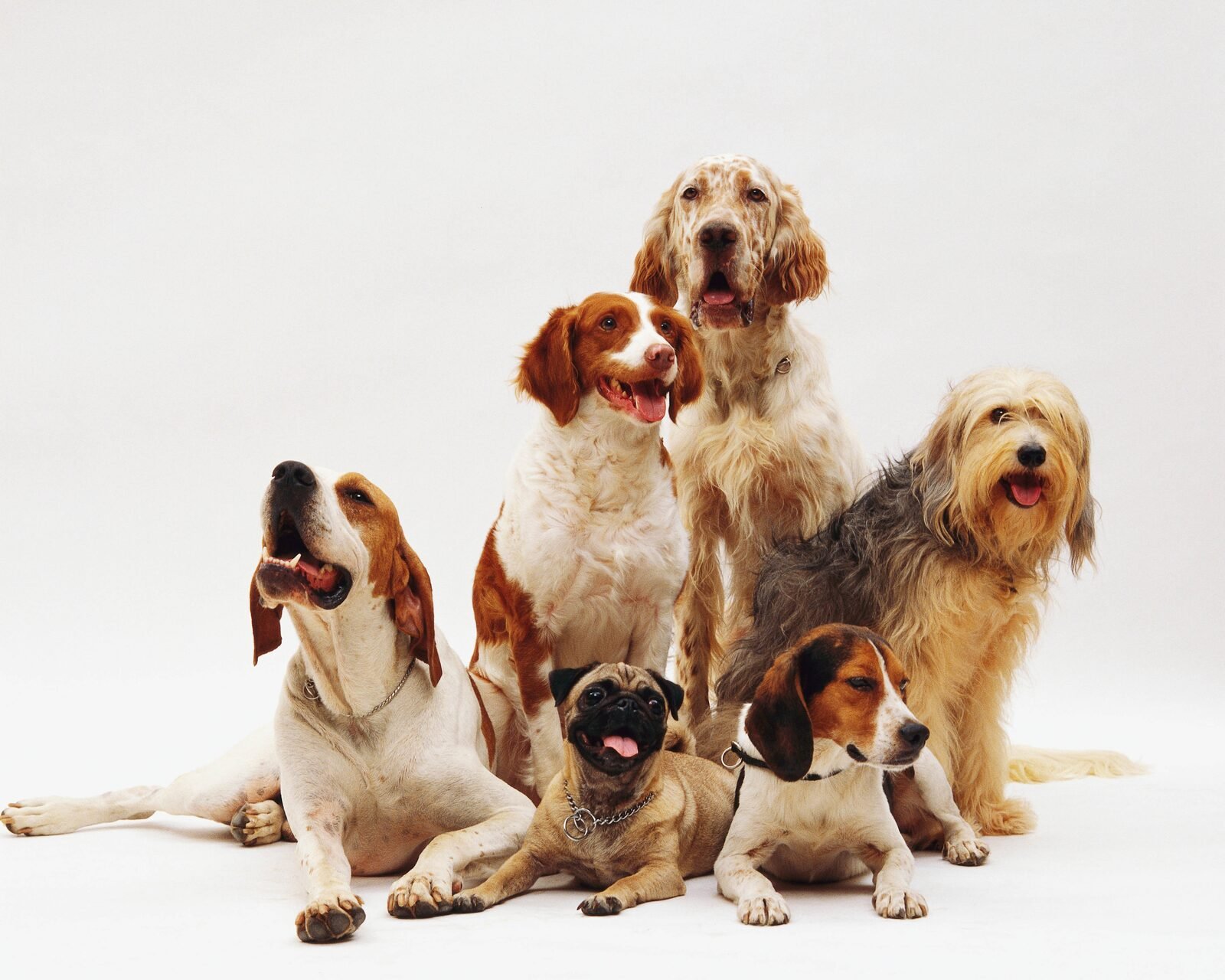 Sadguru Pets — caring for Bengaluru's beloved companions