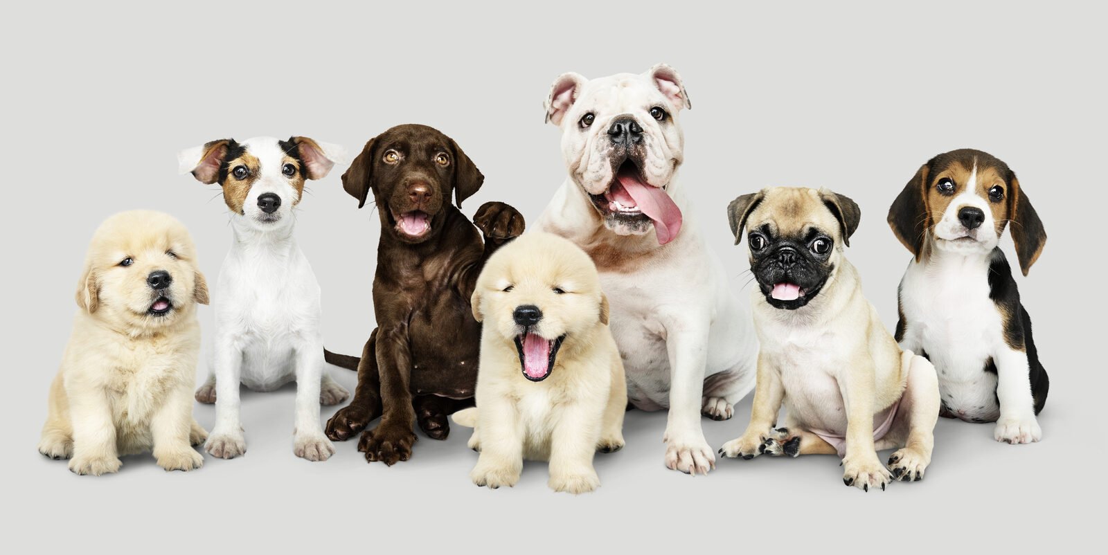 Prompt and caring pet pickup and ambulance service